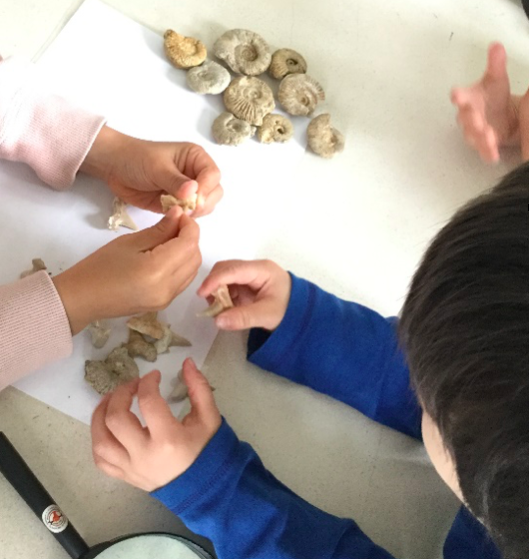 ECLA-Atelier Savants en Herbe-découverte des fossiles