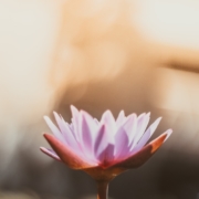 Fleur de lotus yoga