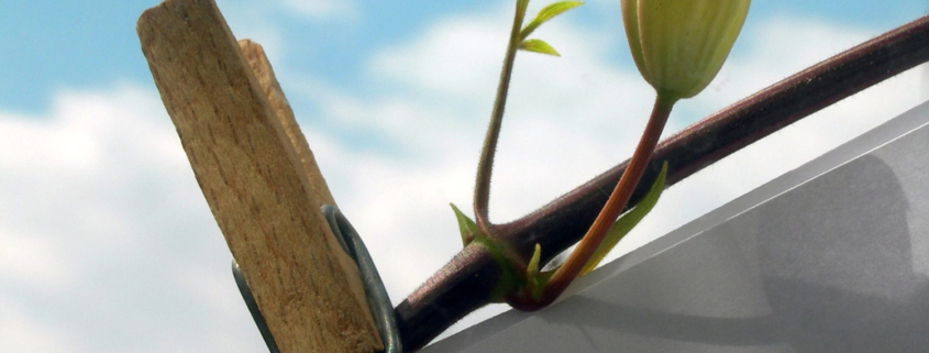 Feuille accrochée à une branche avec une pince à linge pendant la Grande Lessive