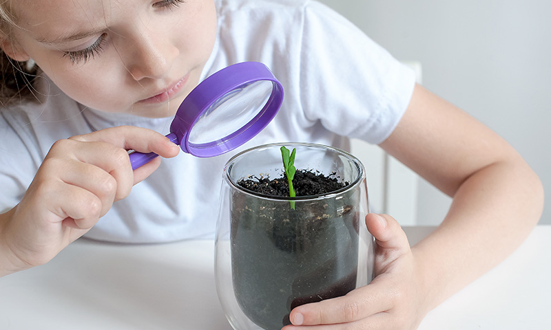 Enfant observant un semis de plante.